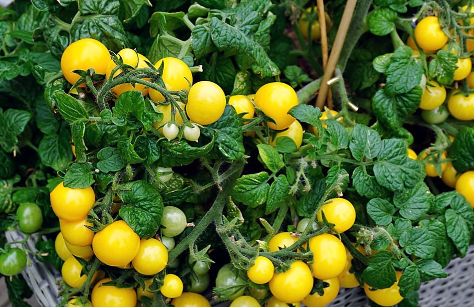 Balcony tomatoes AZTEK. Tomato seeds 0.1g (Lycopersicon esculentum)