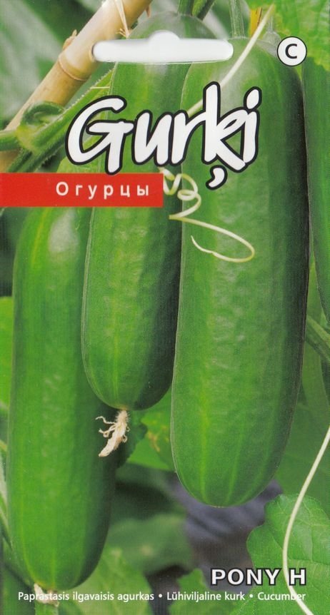 BUY Cucumbers for greenhouses PONY F1. Cucumber seeds 10pcs | GREEN FINGER IRELAND | For Sale