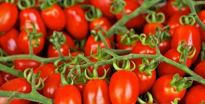 BUY Tomatoes ROME. Tomato seeds 0.2g (Lycopersicon lycopersicum) | GREEN FINGER IRELAND | For Sale