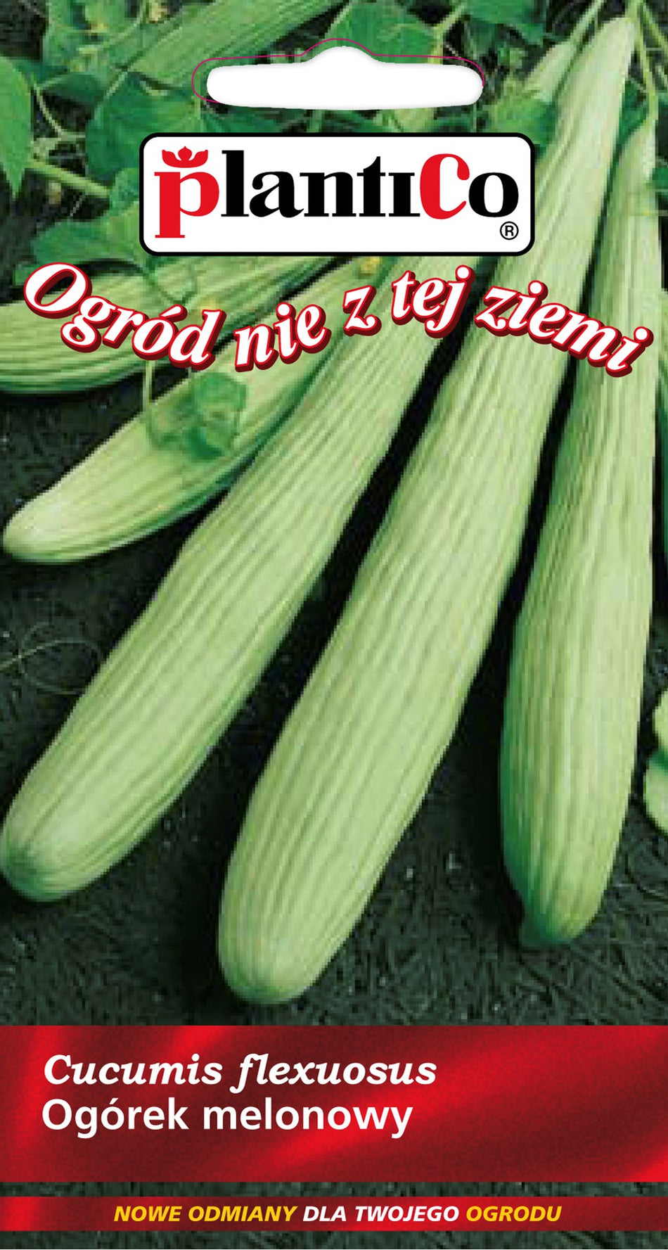 BUY Melon cucumber FEGOUZ. Melon cucumber seeds 3g | GREEN FINGER IRELAND | For Sale