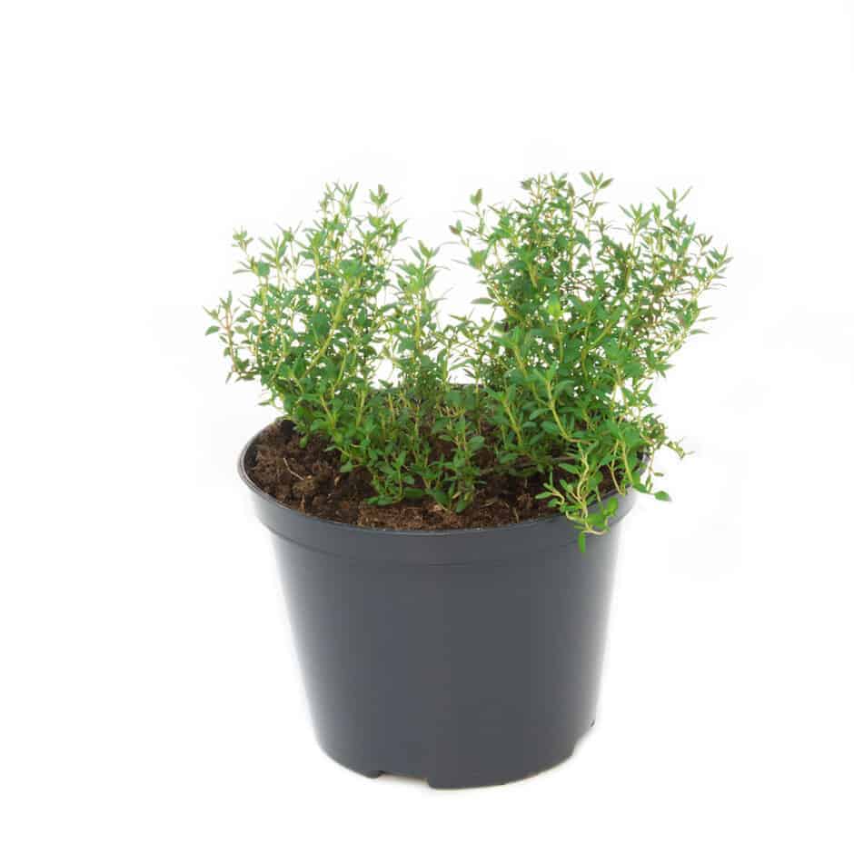 BUY Thyme plant - Marsils | GREEN FINGER IRELAND | For Sale