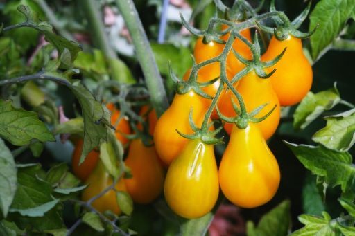 BUY Tomatoes yellow YELLOW PEARSHAPED. Tomato seeds 0.2g (Solanum lycopersicum) | GREEN FINGER IRELAND | For Sale