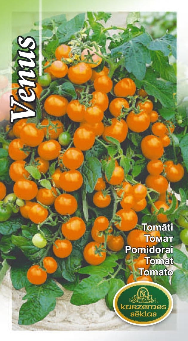 BUY Tomatoes VENUS Tomato seeds 0.1g (Lycopersicon esculentum) | GREEN FINGER IRELAND | For Sale