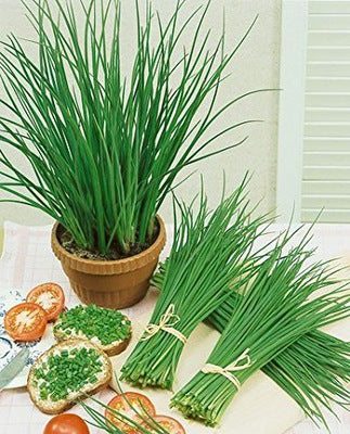 BUY WULCAN chives. Chives seeds 1g (Allium schoenoprasum L.) | GREEN FINGER IRELAND | For Sale