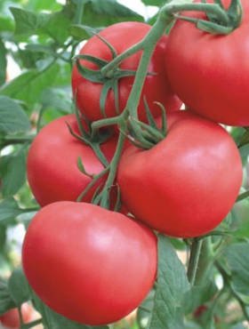 BUY Tomatoes raspberry ADONIS. Tomato seeds 0.5g (Solanum lycopersicum) | GREEN FINGER IRELAND | For Sale