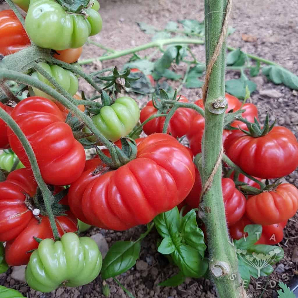 BUY Tomatoes COSTOLUTO FIORENTINO. Tomato seeds 0.2g (Solanum lycopersicum) | GREEN FINGER IRELAND | For Sale