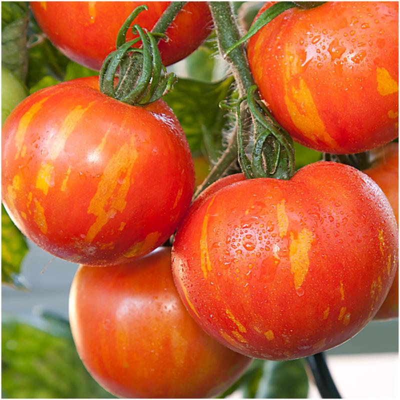 BUY Tomatoes RED ZEBRA. Tomato seeds 0,1 g (Lycopersicon esculentum) | GREEN FINGER IRELAND | For Sale