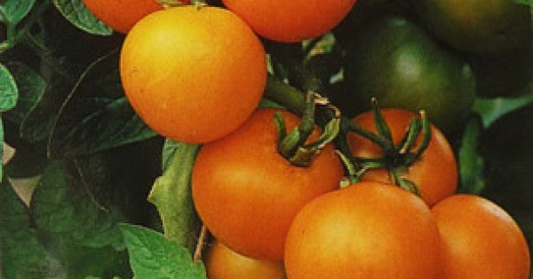 BUY Tomatoes golden ZLOTY OŽAROWSKI. Tomato seeds 0.2g (Lycopersicon esculentum) | GREEN FINGER IRELAND | For Sale