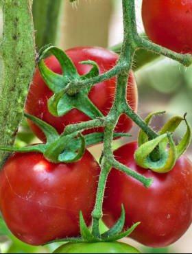 BUY Tomatoes low PORANEK. Tomato seeds 1g (Lycopersicon esculentum) | GREEN FINGER IRELAND | For Sale