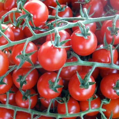 BUY Tomatoes RED CHERRY. Cherry tomato seeds 0.1 g (Solanum lycopersicum), GREEN FINGER IRELAND